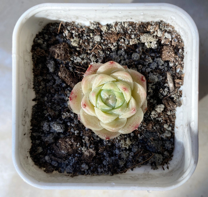 麦秆、女王 苹果原像机拍摄无滤镜