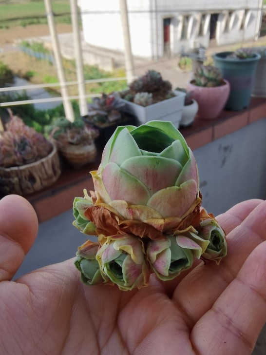 血樱群生老桩，六头，山地玫瑰，多肉，江浙沪...