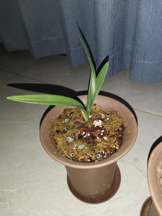 建兰君荷，1苗1芽，对版