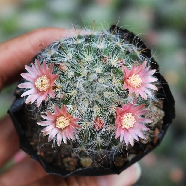 高莎实生仙人球 高沙开花粉突乳球属新手组合...