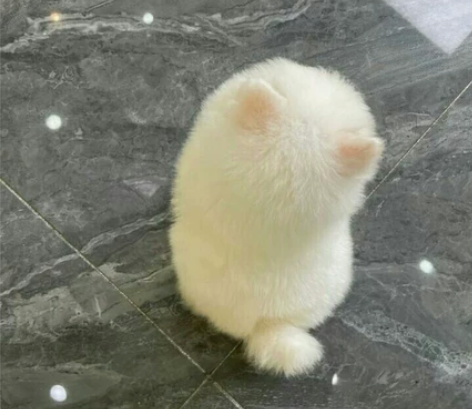 自提自家养的博美幼犬,博美犬宠物狗狗陪伴犬...