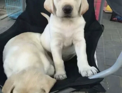 标价就是卖价！自家养的拉布拉多幼犬，拉不拉...