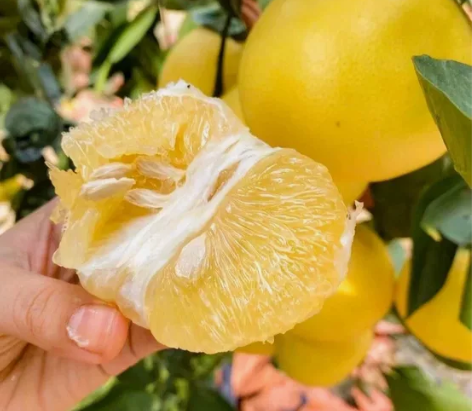 福建黄金葡萄柚 饱满多汁的果肉，非常好吃，...