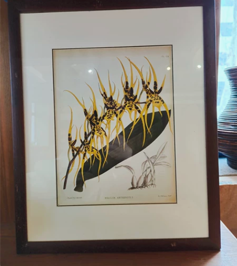 古董植物画 感兴趣的话点“我想要”和我私聊...