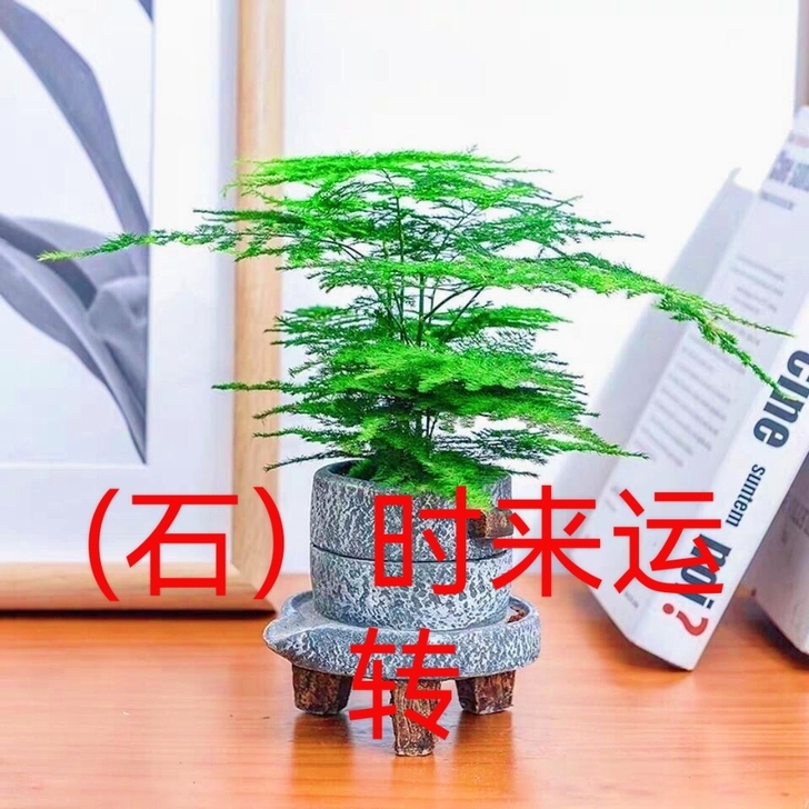 包邮文竹植物盆栽盆景大文竹盆栽室内吸甲醛净化空气四季常青好养