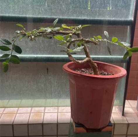 海岛黄杨，飘枝悬崖型，难得的带花，非常有档...