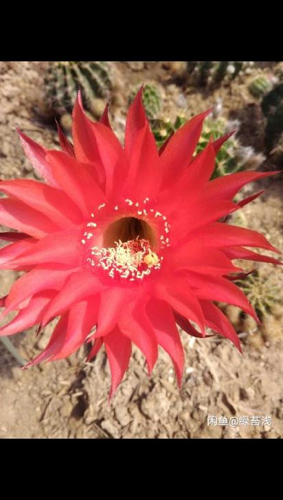 仙人球红草花大，自家开花图，包对版，出带根...
