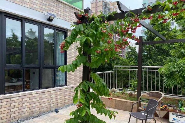 使君子苗重庆主产地直供，三米苗，五米苗八米...