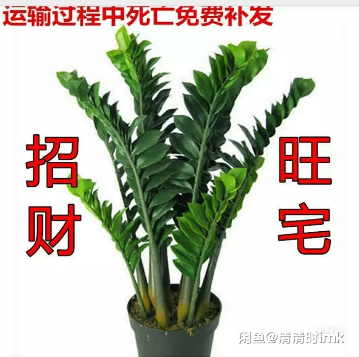 金钱树盆栽植物室内大绿植钱串子招财客厅 金...