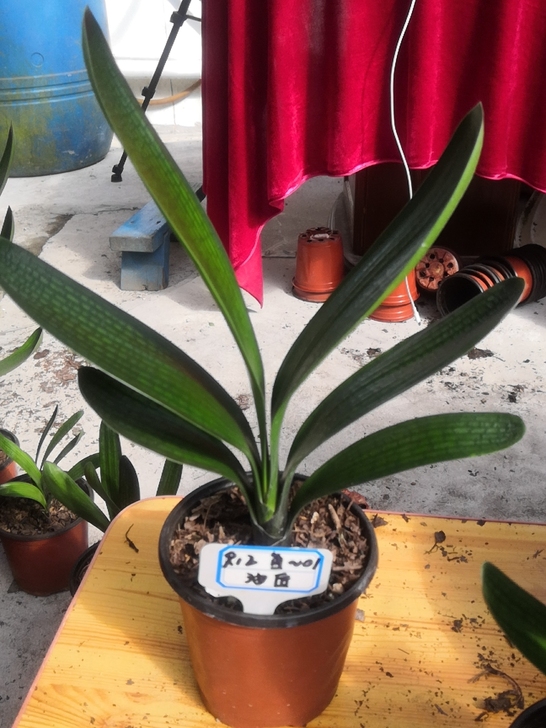 出一棵君子兰半大花，两年生的油匠体，叶面油...