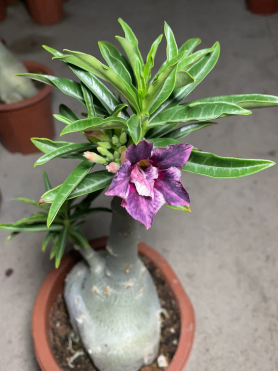 沙漠玫瑰紫色风暴花色