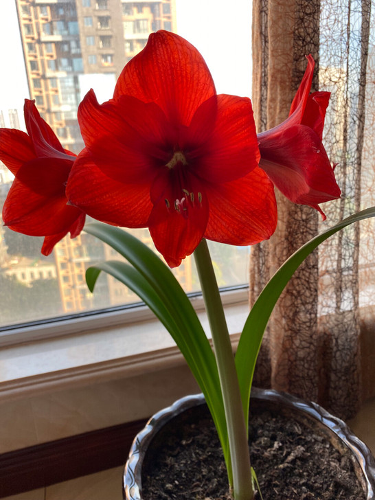 进口朱顶红（花盆赠送） 图一是花的现状 家...