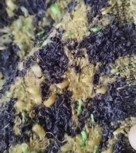 【实体高端定制店羊绒羊毛样布清仓】限量款 ...