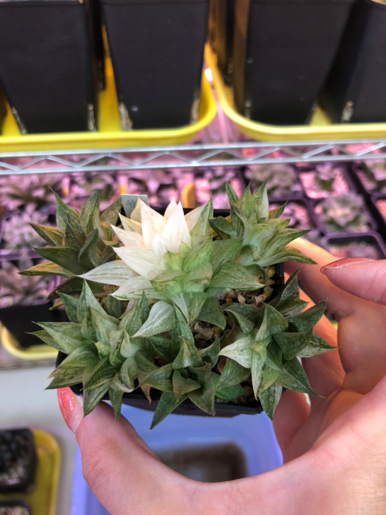 冰糖锦（出侧芽）