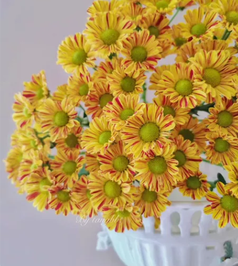 【雏菊：调色板】 双色小雏菊，花期长，好养...