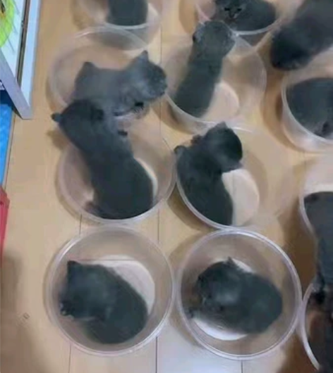 本舍是辽宁省朝阳市自养蓝猫，家有品种猫50...