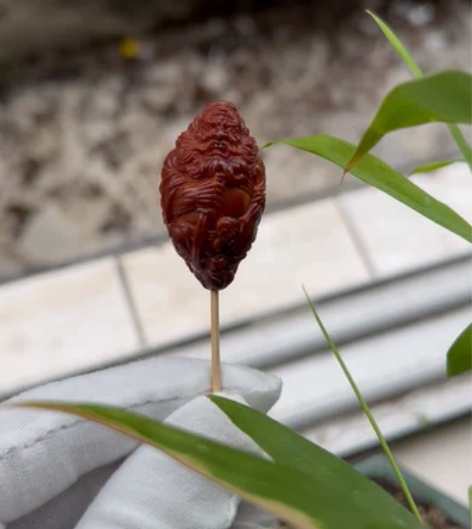 钟馗抓鬼 单籽 橄榄核 核雕 作者 缘 非...