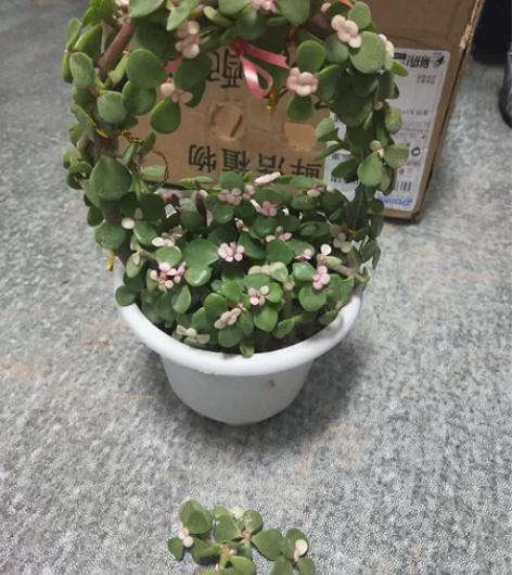 金枝玉叶盆栽多肉花篮植物稀有品种花卉室内盆...