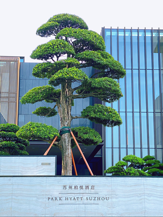 苏州柏悦 金鸡湖柏悦 苏州凯悦