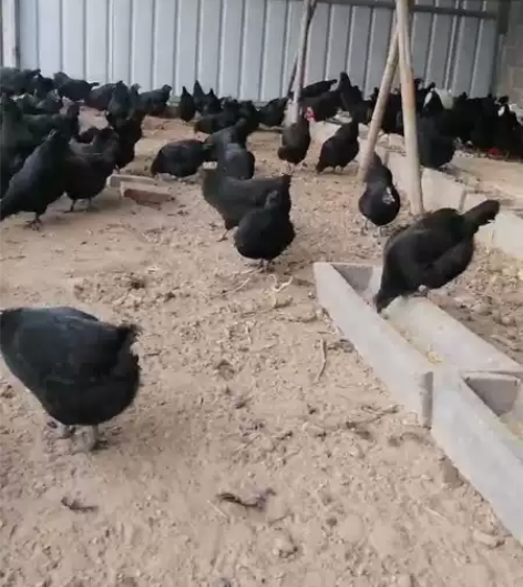 五黑鸡苗，常年五黑鸡需要的联系  感兴趣的...