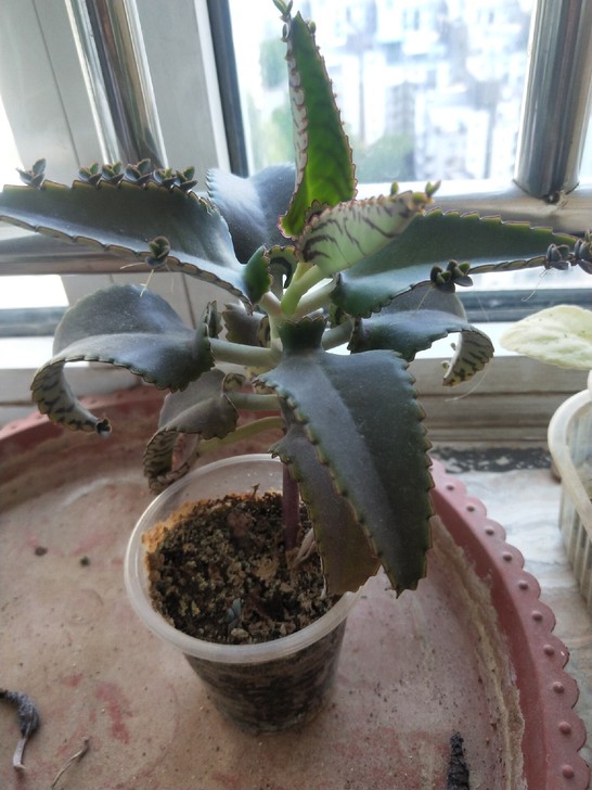 宽叶不死鸟 落地生根