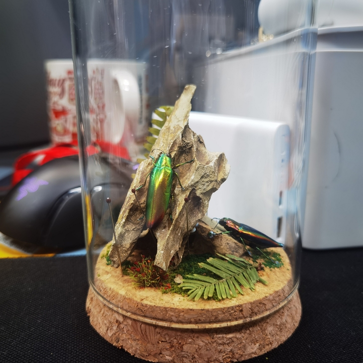 接昆虫标本制作,视想要昆虫而定,自己摆在家...