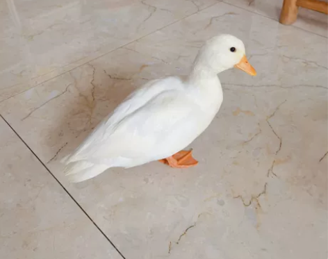 孩子养的科尔鸭9个月大，嘴长3.5厘米，公...