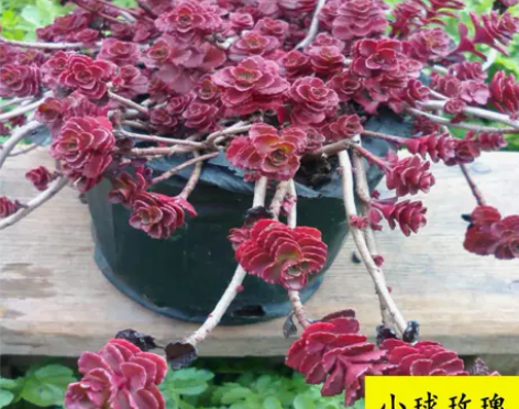 小球玫瑰老桩群生龙血景天多肉植物组合多肉