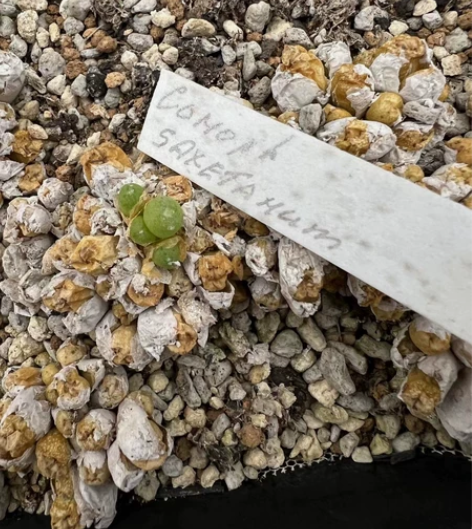 多肉肉锥 小糖豆 三毛一头 按老头出 很多...