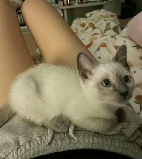暹罗猫幼猫 猫中狗两个多月大 不是猫贩子！...
