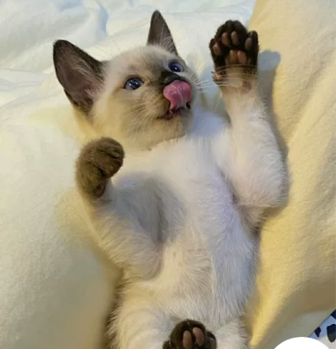 暹罗猫幼猫 两个多月大 不是猫贩子！自家繁...