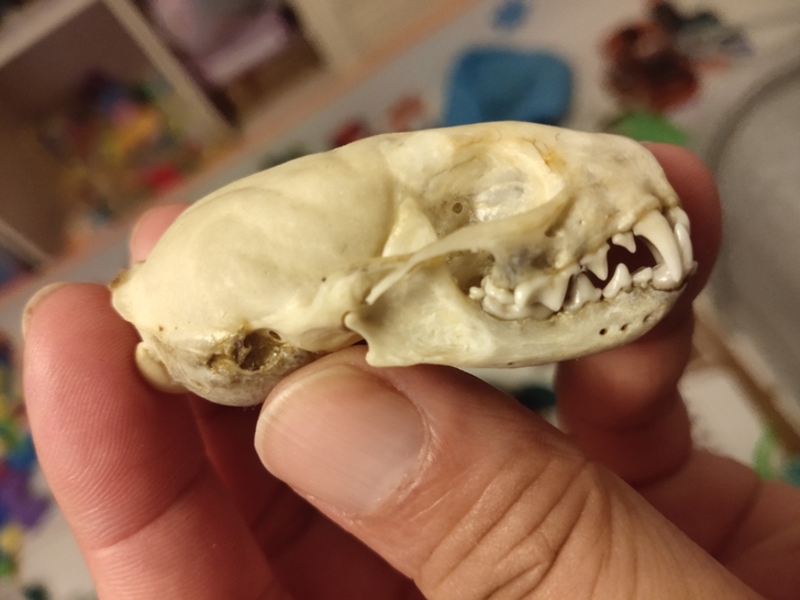 水貂头骨(黄小仙)小巧玲珑！仙气十足！