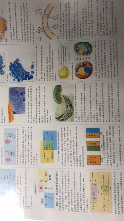 3号：高中生物必修笔记四张纸～亲手整理，随...