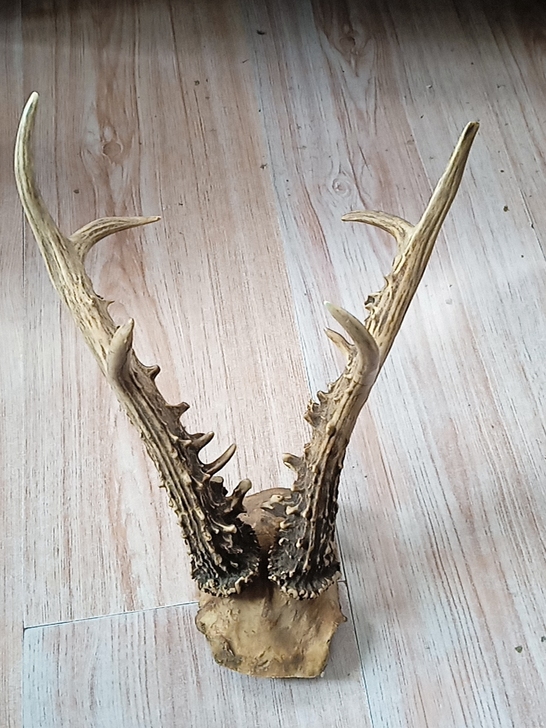 鹿角品相好。不议价要的直接拍就可以。