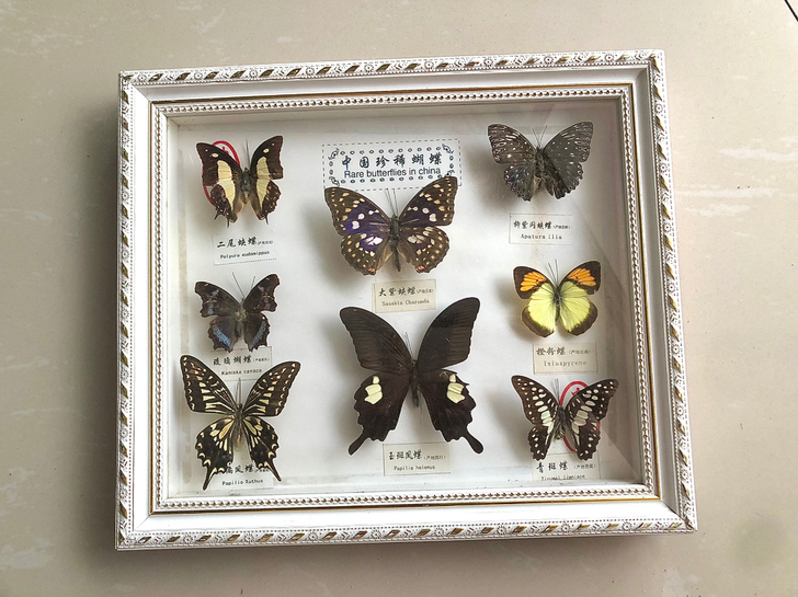 立体蝴蝶标本工艺画相框,在景区旅游时买的,...