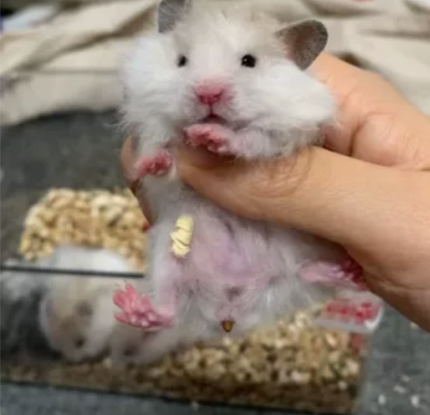 卷毛纯合黑黄波弟弟300全款 配啥都一窝卷...