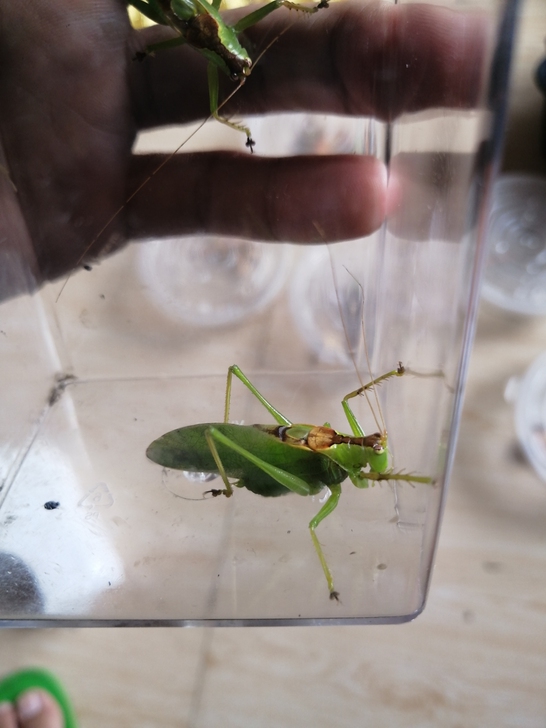 素色拟织螽  一只完好  肉食动物  鸣声...