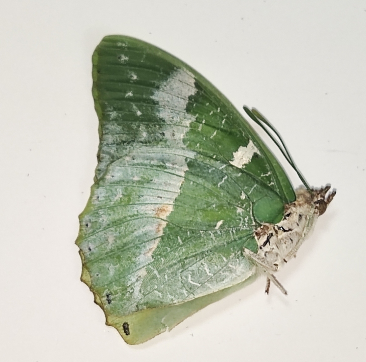 绿色小蛱蝶  国外蝴蝶标本