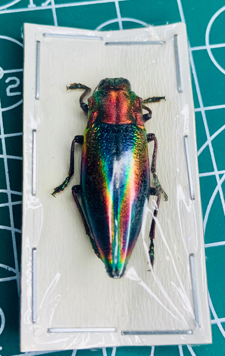 彩虹锥翅吉丁虫昆虫工艺品材料博物收藏甲虫色