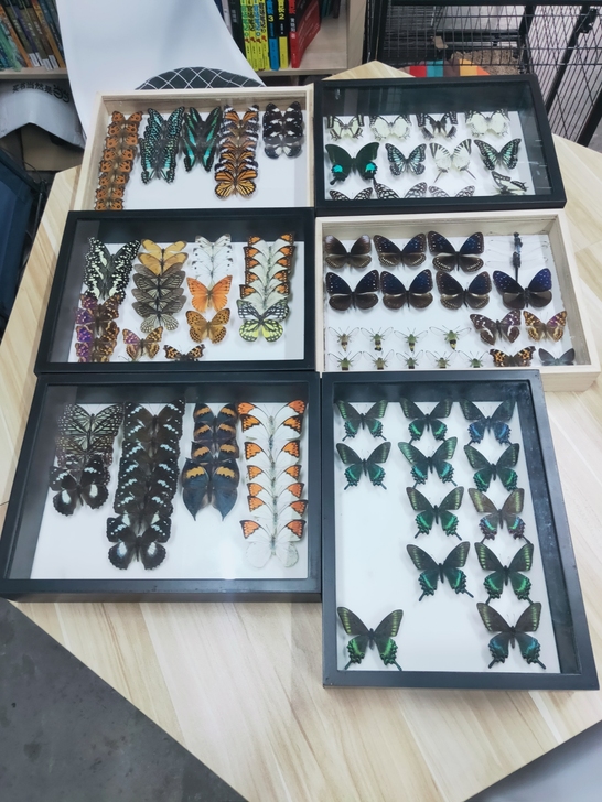 蝴蝶标本,展翅品