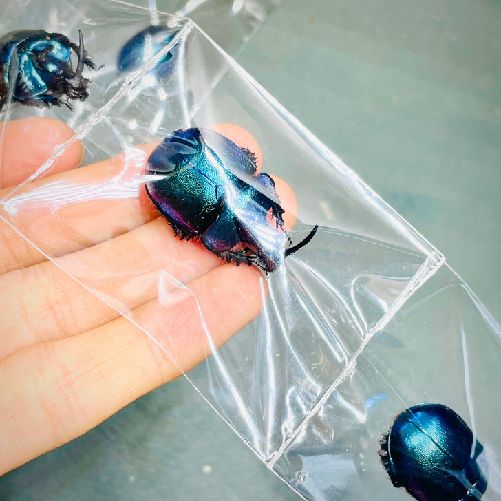 华武粪金龟标本 金属蓝系屎壳郎