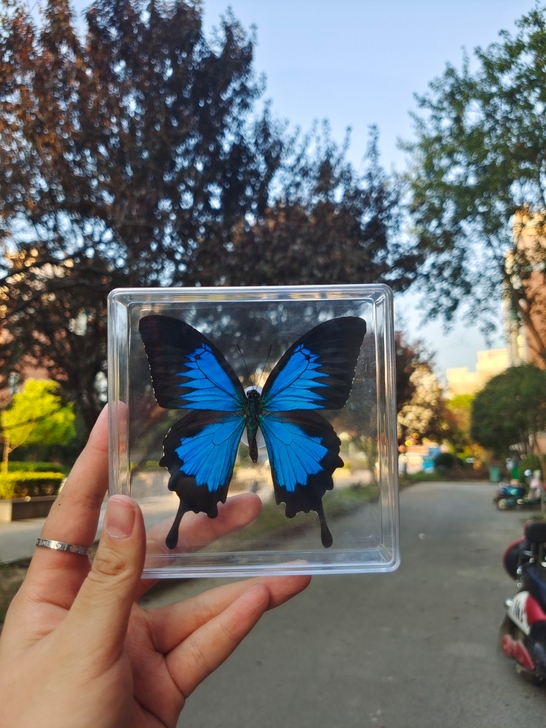 接展翅，俺数量计算，普通蝴蝶正常价，名贵蝴...