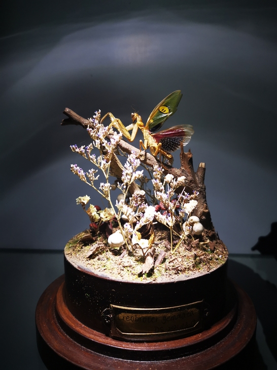 昆虫标本摆设。对象怕超过四条腿的东西，出点...