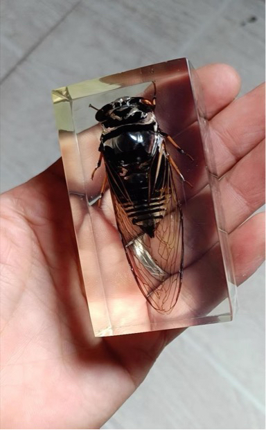 蝉 摆件一只树脂标本优惠处理包邮种类多尺寸...