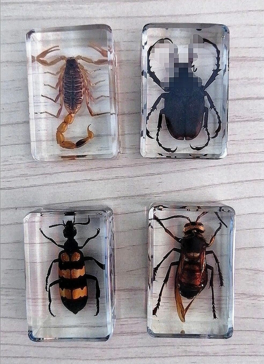摆摊剩下的昆虫树脂标本八元一个包邮出