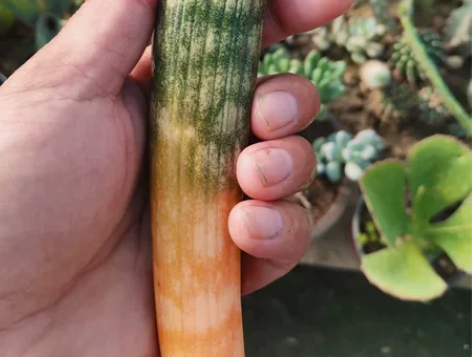 输入种虎皮兰，棒球杆，母本都是棒球杆锦出的...