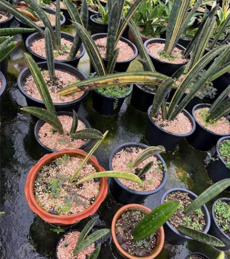 虎皮兰棒球杆锦，需预定， 感兴趣的话点“我...