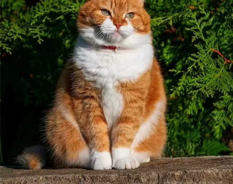 电子信息工程留学生tutor 通信与微波类...