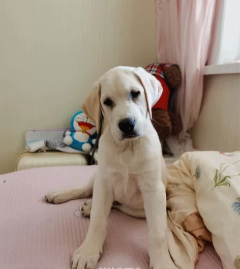 纯种拉布拉多，因搬家原因不能带走找个有爱心...