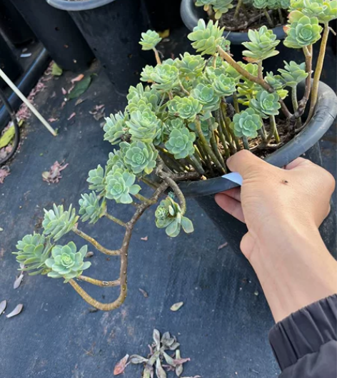 薄化妆多肉，圆叶薄化妆多肉整桩悬崖桩飘枝 ...